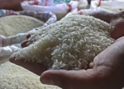 Kebijakan Presiden Bagi-bagi Bansos Secara Ugal-ugalan Dinilai Jadi Penyebab Harga Beras Mahal