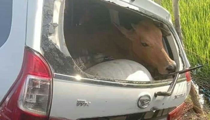 Waspadalah, Pencuri Sapi Marak Di Sula, Benarkah Oknum Aparat Keamanan Terlibat?