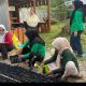 Wujudkan Pronas Ketapang Mas, PKK Sula Ajak Warga Manfaatkan Pekarangan