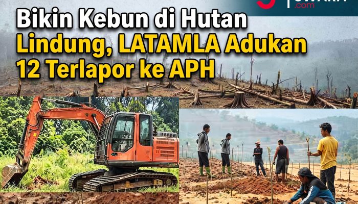 Membakar Hutan : LATAMLA Adukan 12 Terlapor Perambah & Pembuka Lahan Kebun di HUTAN LINDUNG Pulau Sulabesi, Kadishut Propinsi Malut Terlapor 2