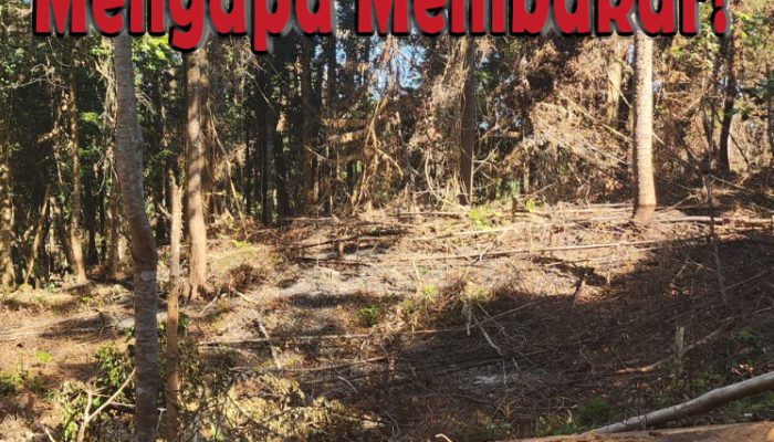 Hutan Lindung Pulau Sulabesi || Aktifitas KARHUTLA, Alat Berat, dan Sejumlah Tanya di “Kebun Bahagia”
