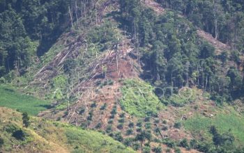 HPMS Cabang Jakarta Warning Dinas Kehutanan Malut | Merusak 5,2 Hektar Hutan Lindung Bukan Perkara Kecil